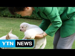 청와대 진돗개는 '취임준비위 작품' / YTN (Yes! Top News)