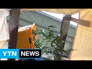가격 폭락 청양고추 "차라리 버리는 게 낫다" / YTN (Yes! Top News)