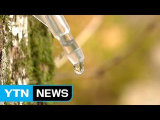 "봄을 마신다" 인제 방태산 고로쇠 채취 한창 / YTN (Yes! Top News)