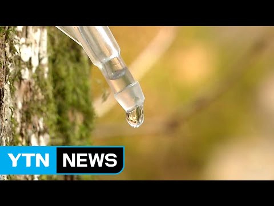 "봄을 마신다" 인제 방태산 고로쇠 채취 한창 / YTN (Yes! Top News)