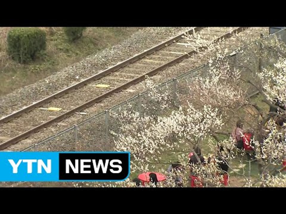 철길-낙동강과 어우러져 매화 '활짝' / YTN (Yes! Top News)