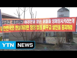 환경단체, 동물복지농장 매몰 중단 촉구 / YTN (Yes! Top News)