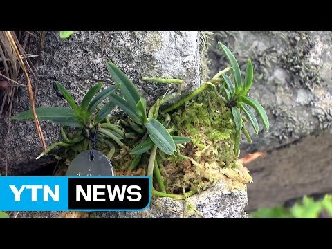 한국판 '노아의 방주' 멸종 위기 식물 복원 / YTN (Yes! Top News)