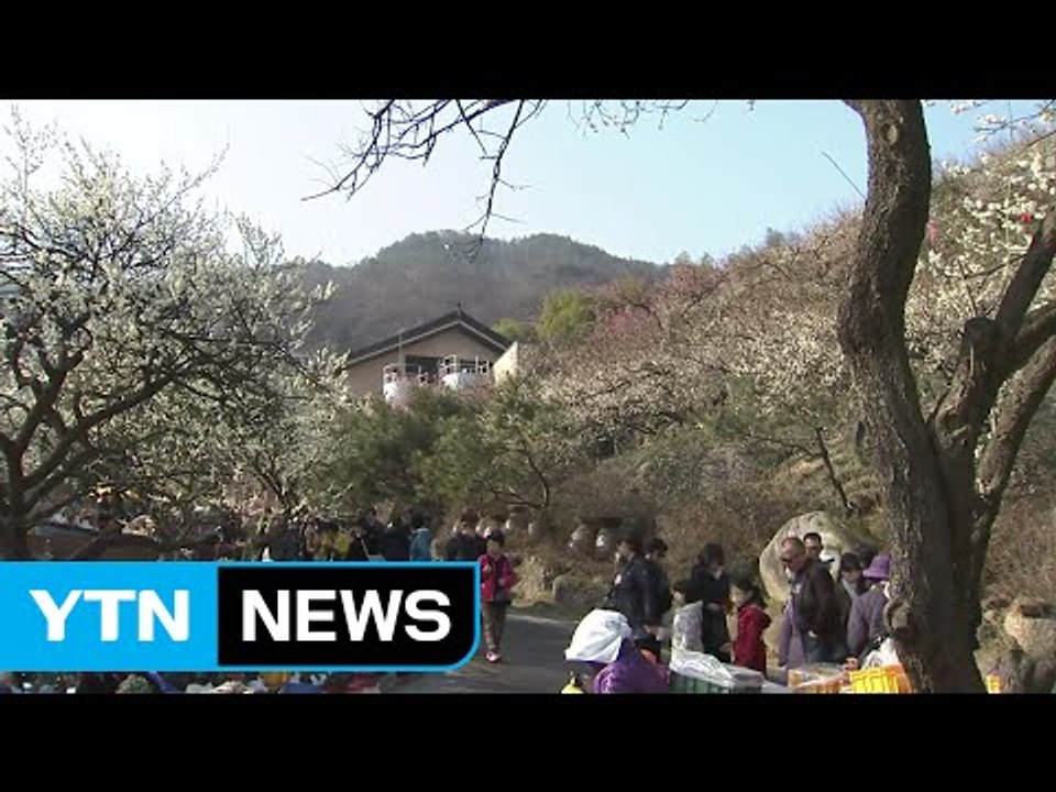 남녘에 매화 향기 그윽, 봄기운도 가득 / YTN (Yes! Top News)