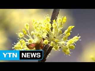 지리산에 넘치는 산수유꽃 물결 / YTN (Yes! Top News)