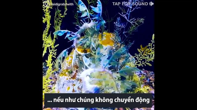 Kỹ năng ngụy trang bậc thầy của các loài động vật