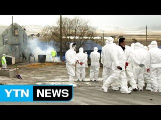 "AI '무차별 살처분' 이제는 중단해야" / YTN (Yes! Top News)