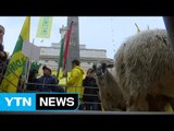 지진 강타 이탈리아 농민·가축 동반시위 / YTN (Yes! Top News)