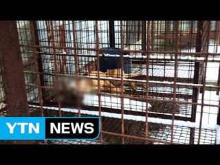 "바빠서..." 개 수십 마리 굶겨 죽인 농장주인 적발 / YTN (Yes! Top News)