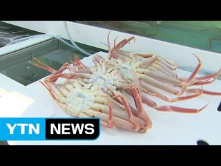 속 꽉 찬 대게 한가득...대게 축제 한창 / YTN (Yes! Top News)