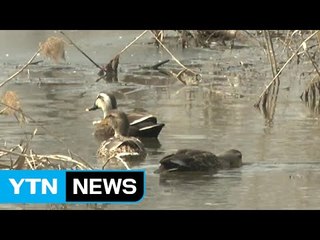 고양시 H5형 AI 확진...철새 이동 주목 / YTN (Yes! Top News)