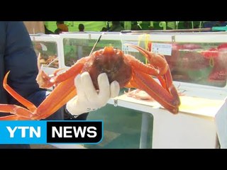 속이 꽉 찬 대게가 한가득...대게 축제 한창 / YTN (Yes! Top News)