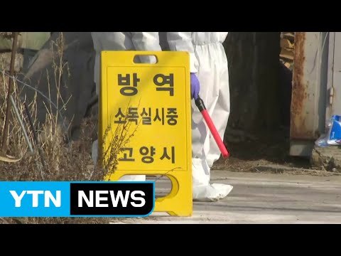 고양 토종닭 농가 AI 확진...재확산 우려 커져 / YTN (Yes! Top News)