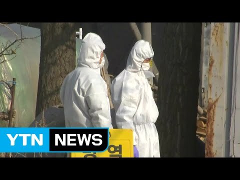 고양시 H5형 AI 확진...재확산 우려 커져 / YTN (Yes! Top News)