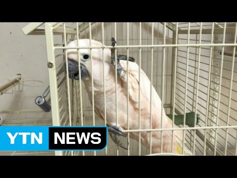 식빵사이에 숨겨서... 멸종위기 앵무새 10억 대 밀수 적발 / YTN (Yes! Top News)