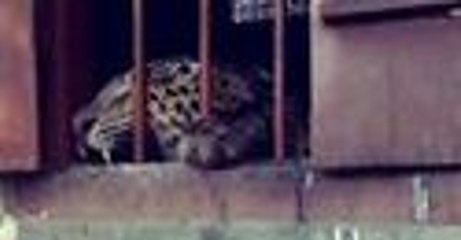 Leopard Mauls Four People While Roaming Primary School