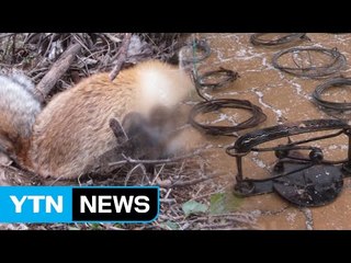 국립공원 내 야생동물 불법 밀렵과의 전쟁 / YTN (Yes! Top News)