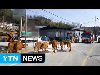 축사 밖 탈출 송아지 10마리 도로 활보 / YTN (Yes! Top News)