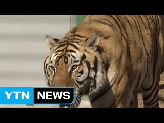 폐사한 백두산 호랑이 사인 '만성신부전증' / YTN (Yes! Top News)