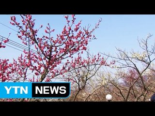 아직 춥지만, 봄은 성큼...매화 활짝 / YTN (Yes! Top News)