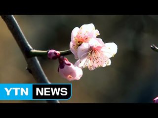 아직 춥지만, 봄은 성큼...매화 활짝 / YTN (Yes! Top News)