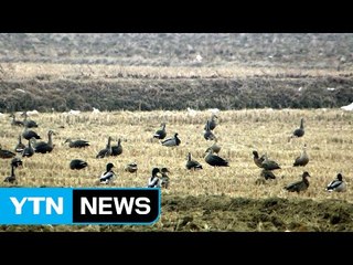 전북 고창서 AI 검출...철새 북상에 당국 긴장 / YTN (Yes! Top News)