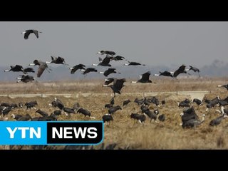 습지는 버려진 땅? 멸종위기종 보물창고! / YTN (Yes! Top News)