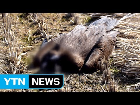 충남 청양에서 천연기념물 독수리 떼죽음 / YTN (Yes! Top News)