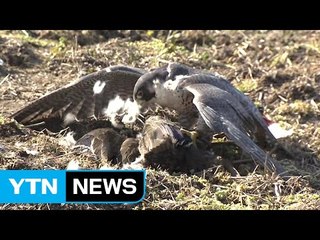 사라져 가는 '전통 매사냥'을 만나다  / YTN (Yes! Top News)