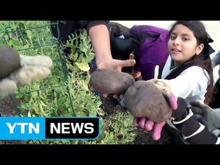 학교 텃밭에서 급식이 나와요! / YTN (Yes! Top News)