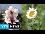 벌써 곳곳에선 봄의 발자국 소리 / YTN (Yes! Top News)