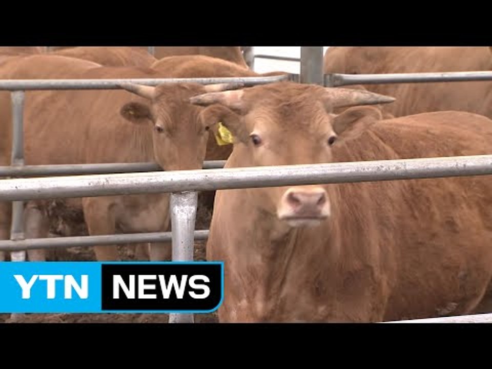 충북 보은에서만 구제역 3건 확진...구제역 공포 확산 / YTN (Yes! Top...
