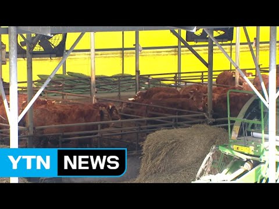 충북 보은 하루 새 구제역 양성 3건...전국 9건 / YTN (Yes! Top News)