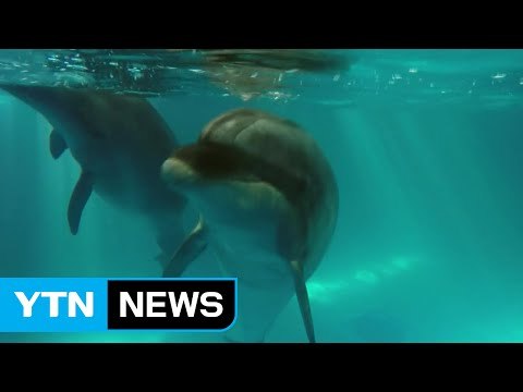 고래체험관 반입 日 돌고래 폐사...체험관서 총6마리 폐사 / YTN (Yes! Top News)