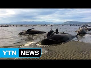 뉴질랜드서 고래 300여 마리 떼죽음 / YTN (Yes! Top News)