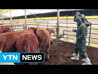 보은서 또 구제역 의심 증상...못 믿을 백신 효과 / YTN (Yes! Top News)