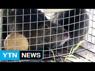 뉴트리아 사육·담즙 섭취 "절대 안돼요!" / YTN (Yes! Top News)