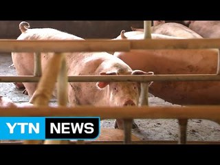 돼지 'A형 구제역'에 무방비...백신 공백 여전 / YTN (Yes! Top News)