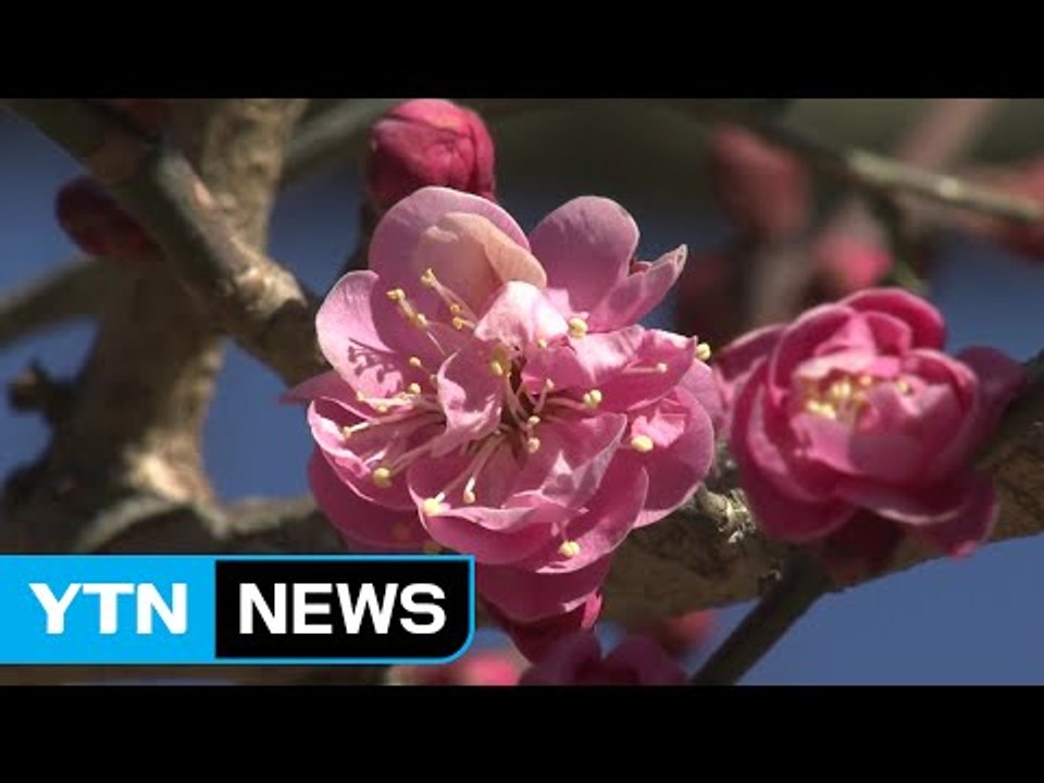 활짝 핀 '봄의 정령' 홍매화...성큼 다가온 봄 / YTN (Yes! Top News)