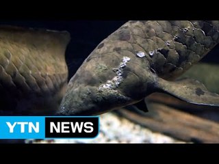 90대 최고령 수족관 물고기 안락사 / YTN (Yes! Top News)