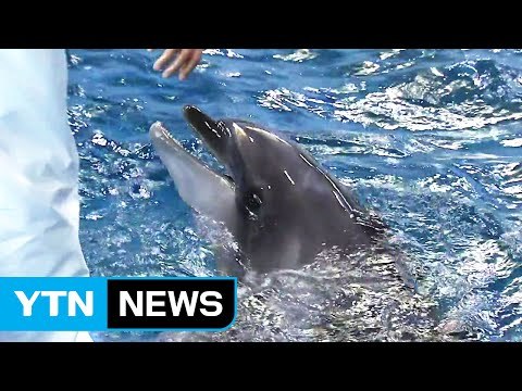 관광이냐, 동물 보호냐 돌고래 수입 논란 / YTN (Yes! Top News)