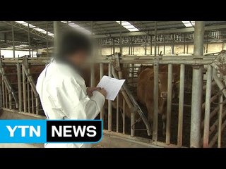 공수의사 담당 농장도 항체 0%...신뢰 추락 / YTN (Yes! Top News)