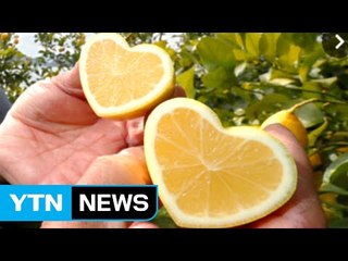 하트 모양 레몬, 일본에서 18년 만에 생산 / YTN (Yes! Top News)
