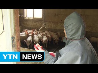 'A형 구제역' 돼지로 번지면 대재앙 불가피 / YTN (Yes! Top News)