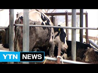 [속보] 전국 가축시장 폐쇄...소·돼지 이동금지 / YTN (Yes! Top News)