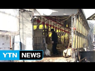 "가축 시장 폐쇄 감내해야"...구제역 불안감에 전전긍긍 / YTN (Yes! Top News)
