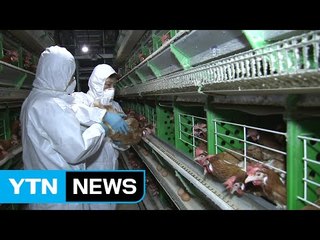 의문의 농림부 고시 변경, AI 확산 매개체 가능성 / YTN (Yes! Top News)