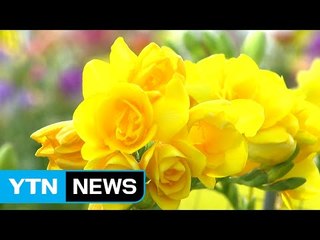 프리지어는 입학식 때 꽃이 핀다 / YTN (Yes! Top News)