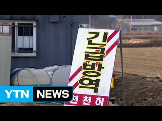 정읍서도 구제역 신고...전국 '이동중지' 명령 / YTN (Yes! Top News)