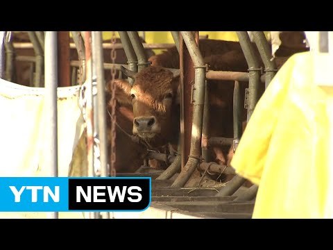 엎친 데 덮친 격 구제역 발생 '망연자실' / YTN (Yes! Top News)